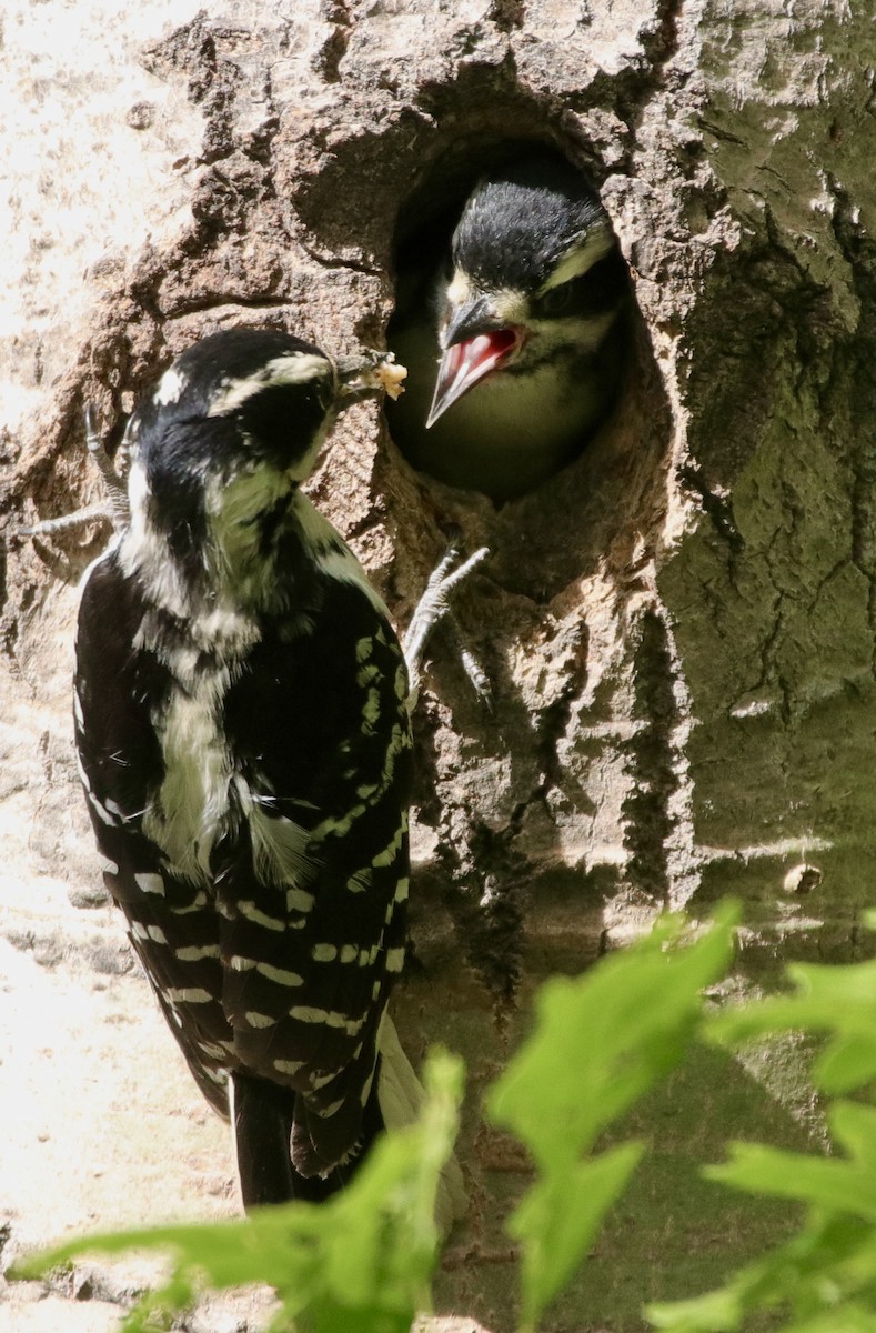 Hairy Woodpecker - Jay & Judy Anderson