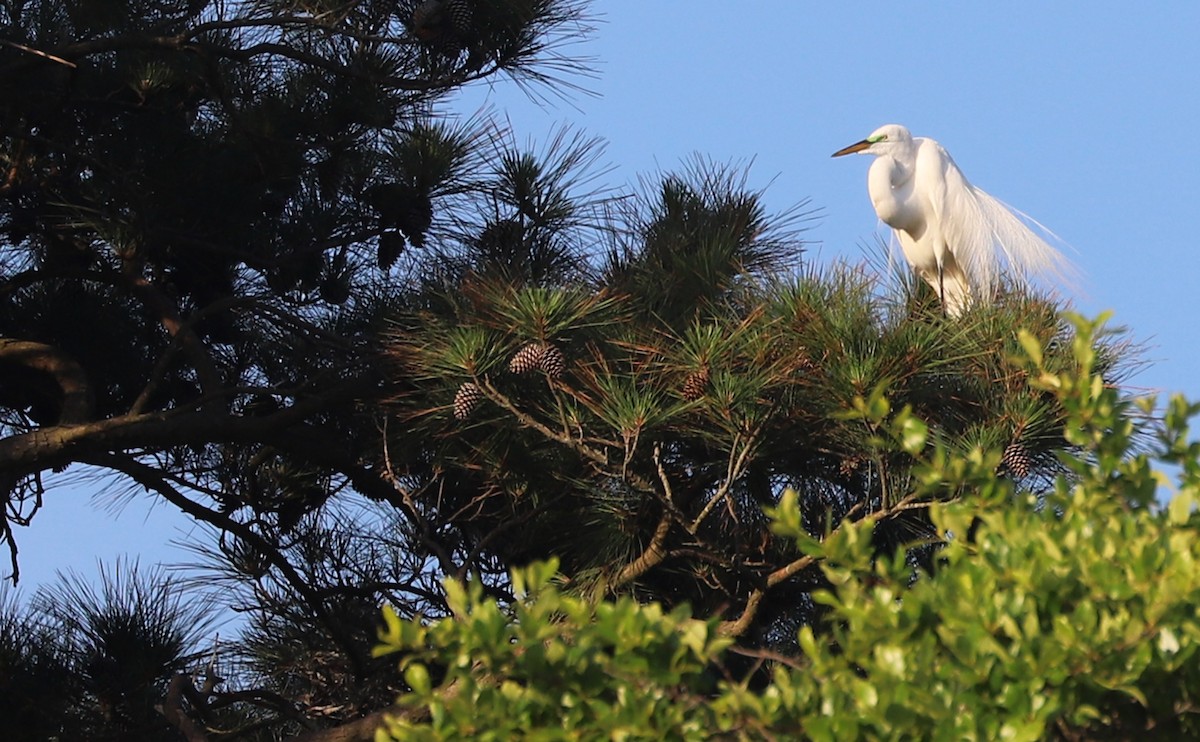 Great Egret - ML620151019