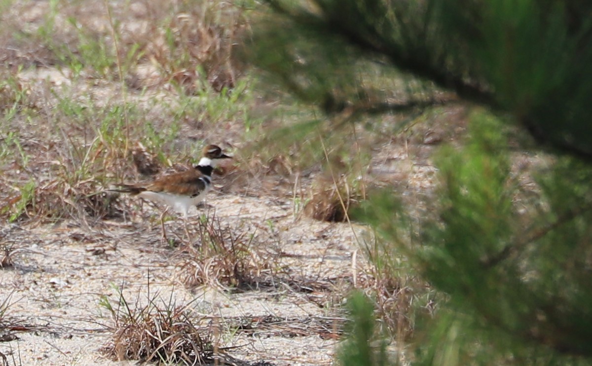 Killdeer - ML620151027