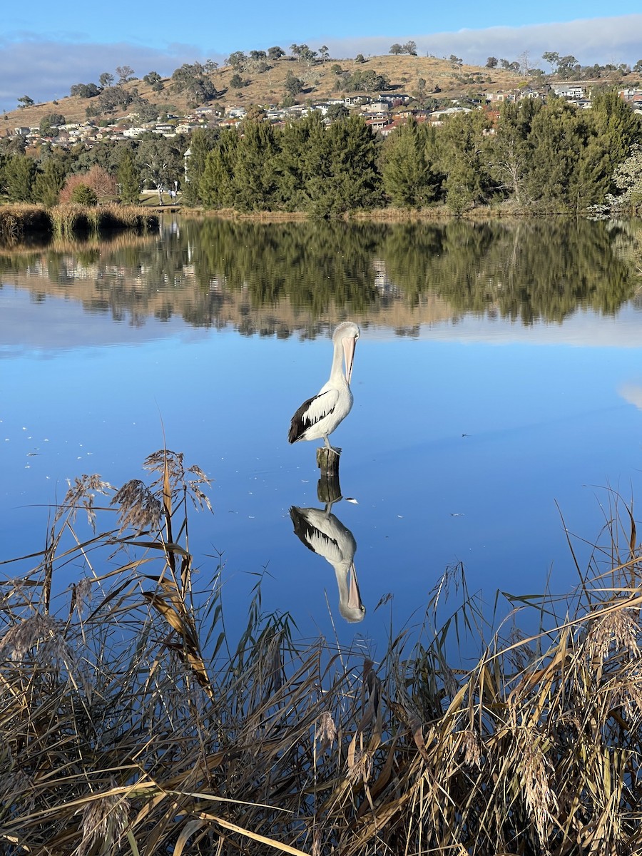 Australian Pelican - ML620151034