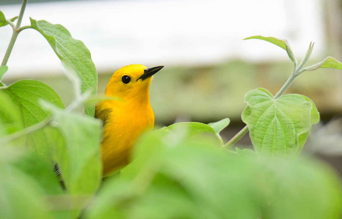 Prothonotary Warbler - ML620151038