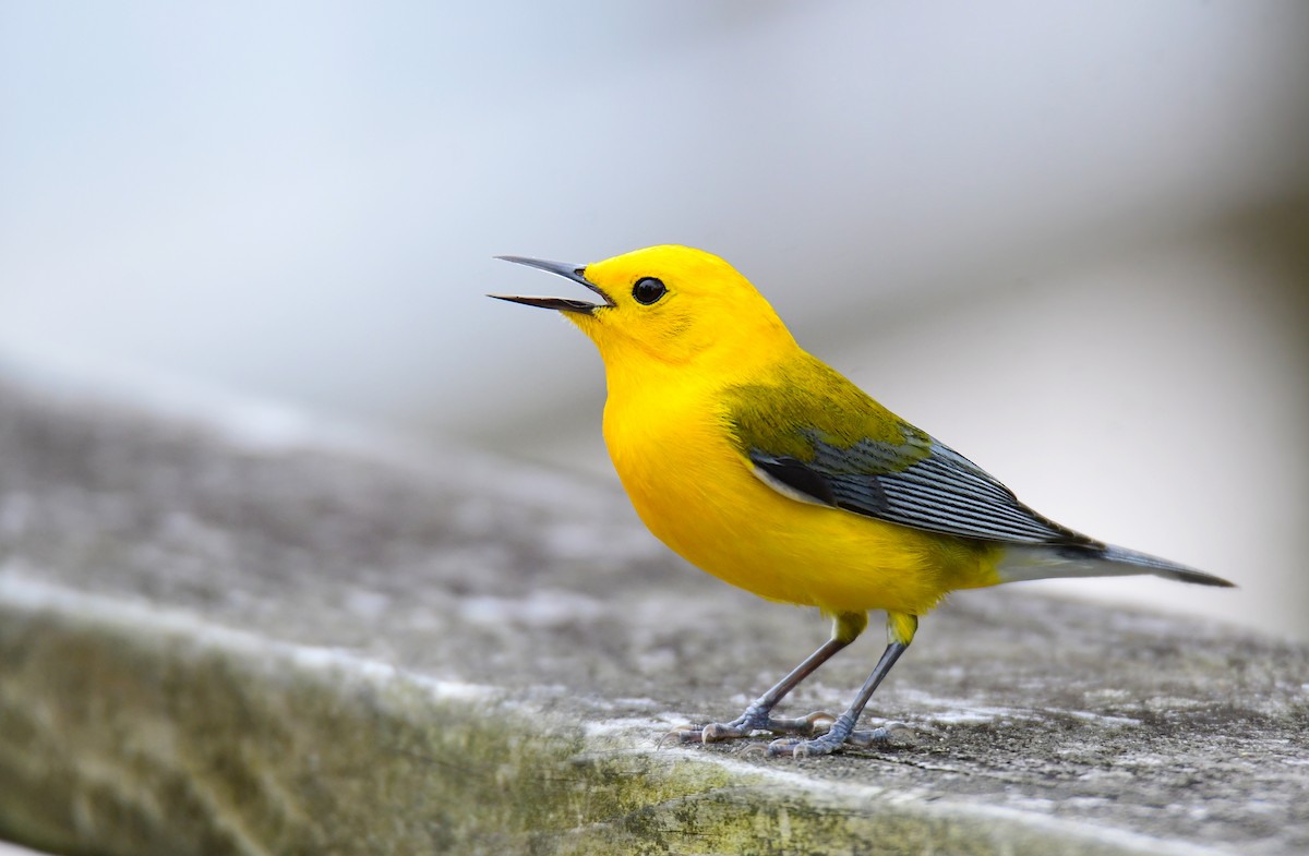 Prothonotary Warbler - ML620151039