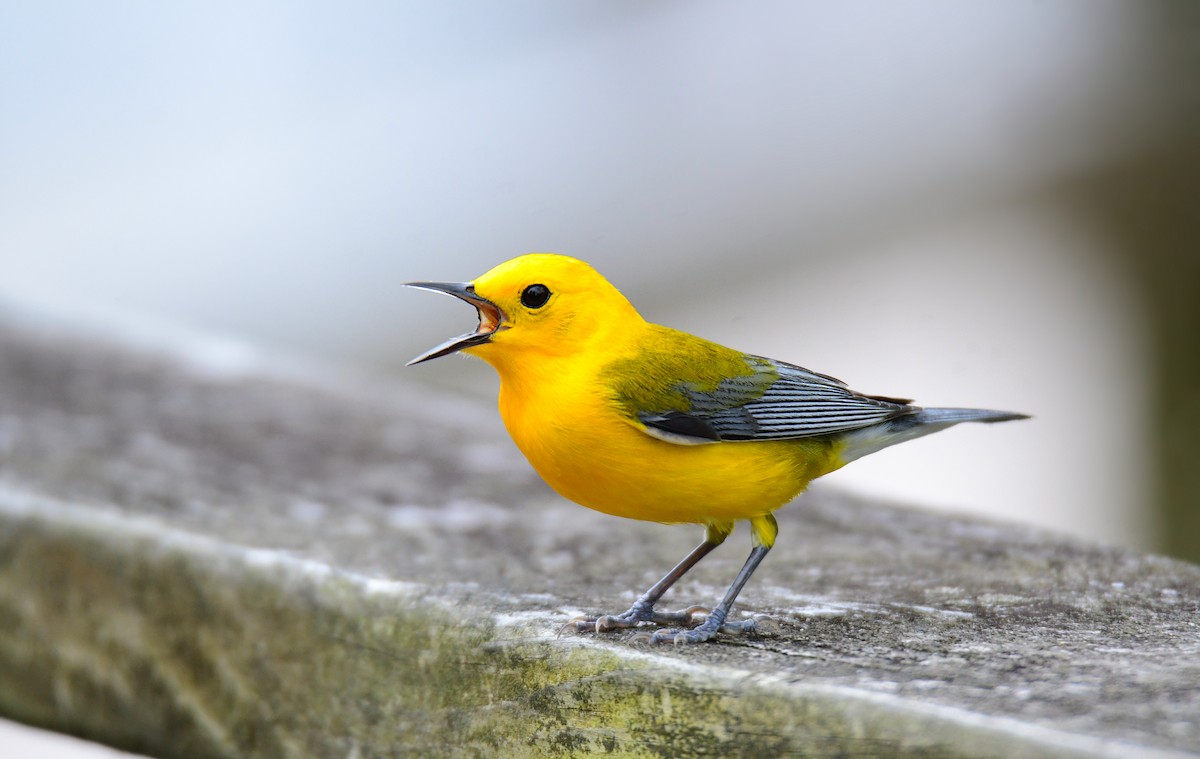 Prothonotary Warbler - ML620151040