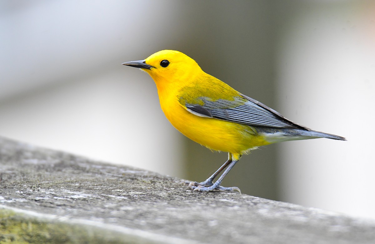 Prothonotary Warbler - ML620151041