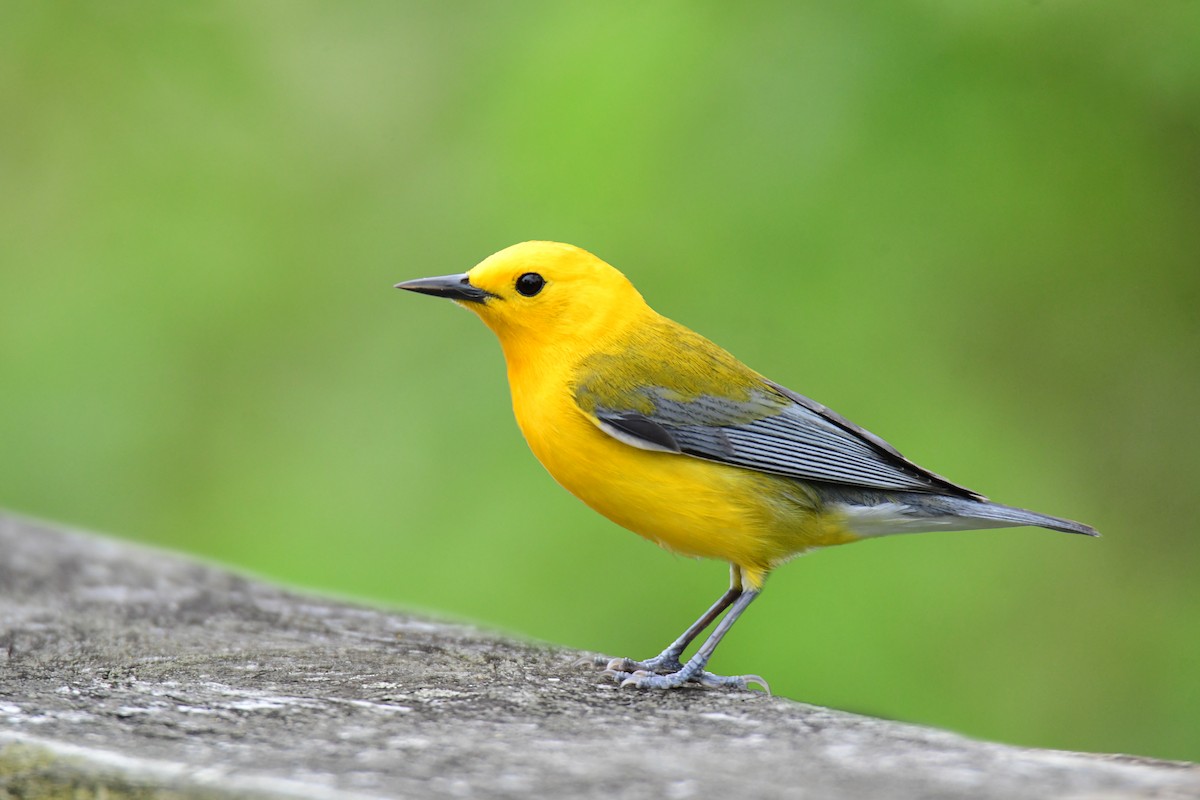 Prothonotary Warbler - ML620151042