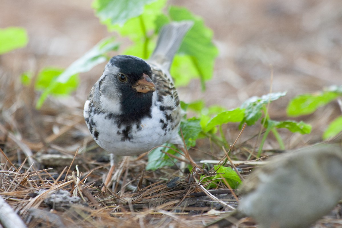 Harris's Sparrow - ML620151043