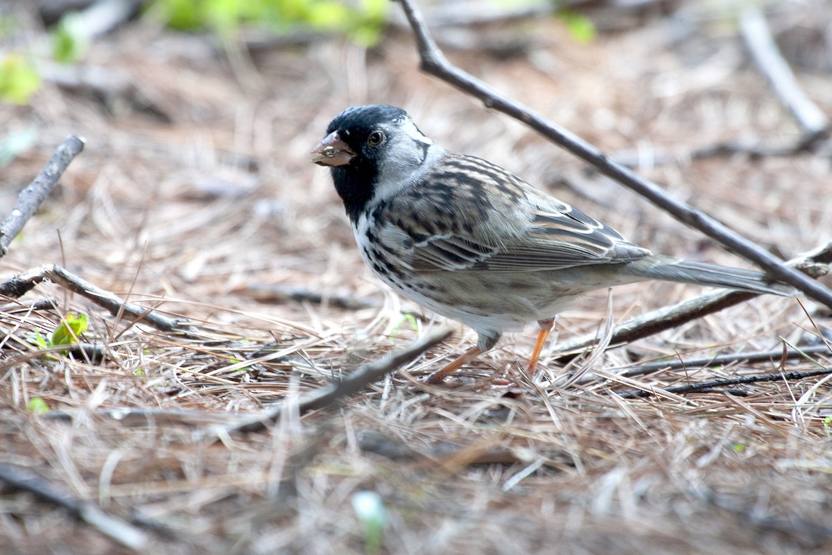 Harris's Sparrow - ML620151044