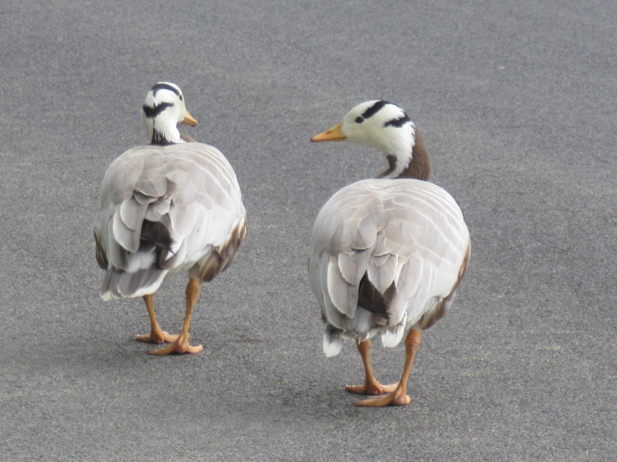 Bar-headed Goose - ML620151046