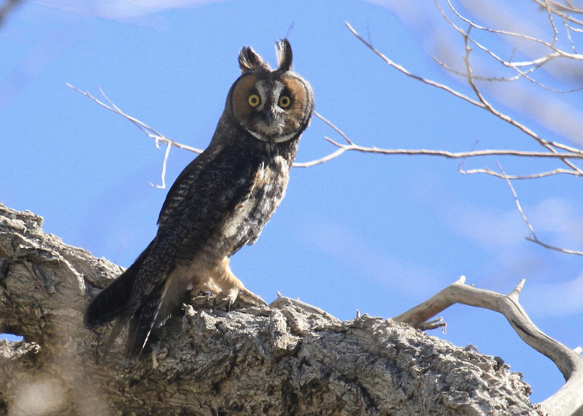 Long-eared Owl - ML620151048