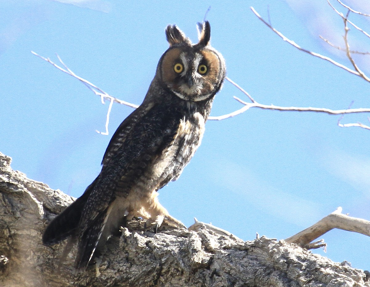Long-eared Owl - ML620151049
