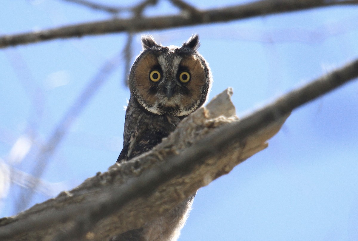 Long-eared Owl - ML620151050
