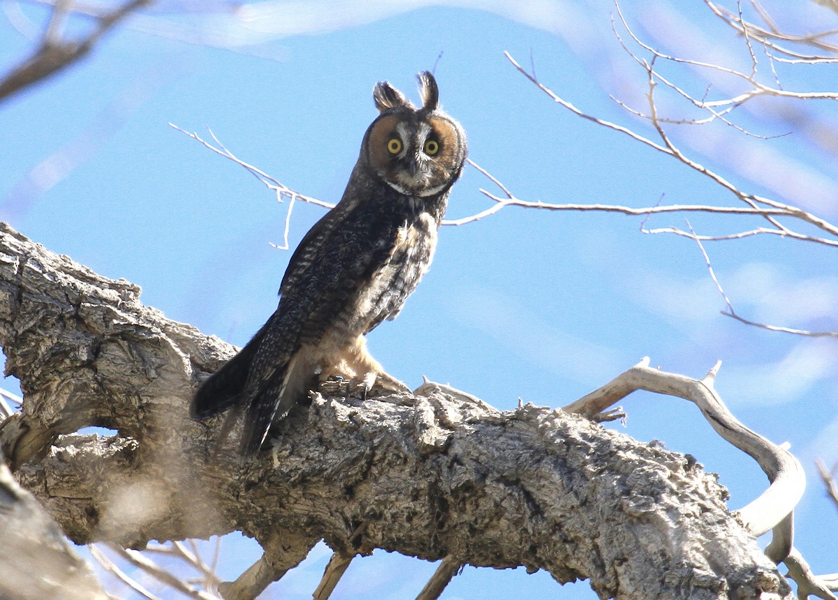 Long-eared Owl - ML620151051
