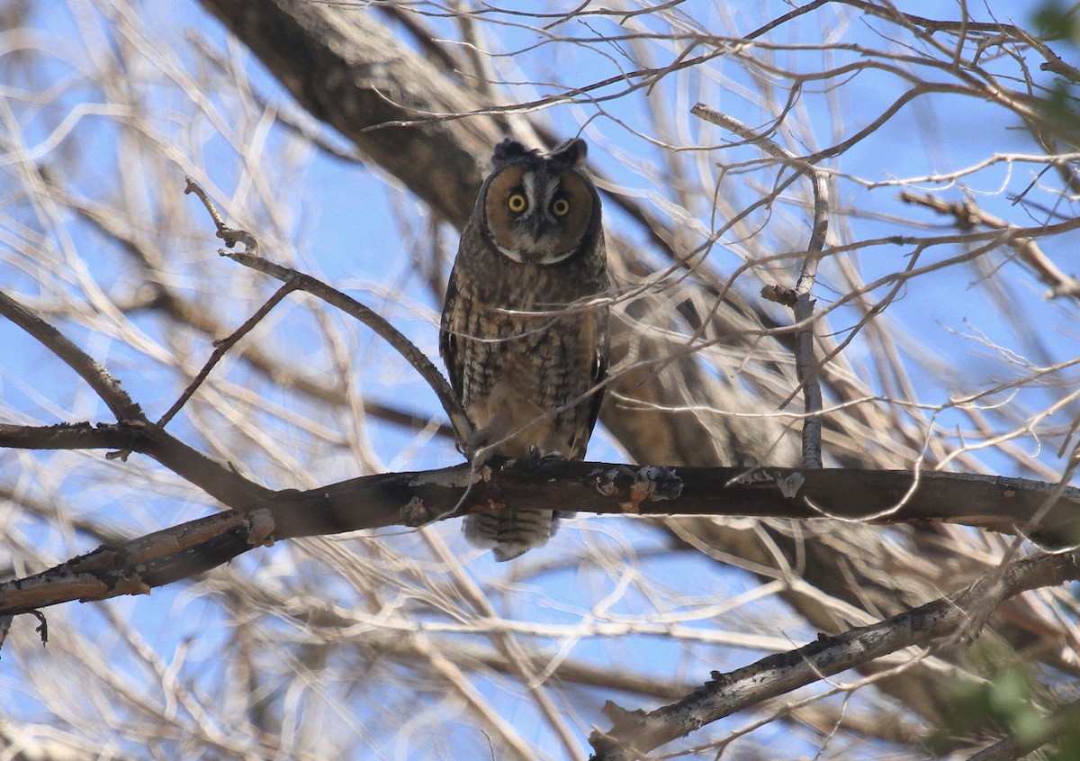 Long-eared Owl - ML620151053