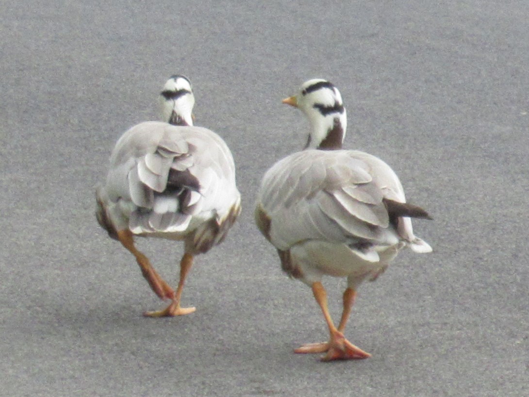 Bar-headed Goose - ML620151062