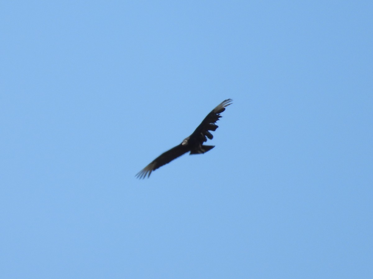 Black Vulture - Sandra Blair