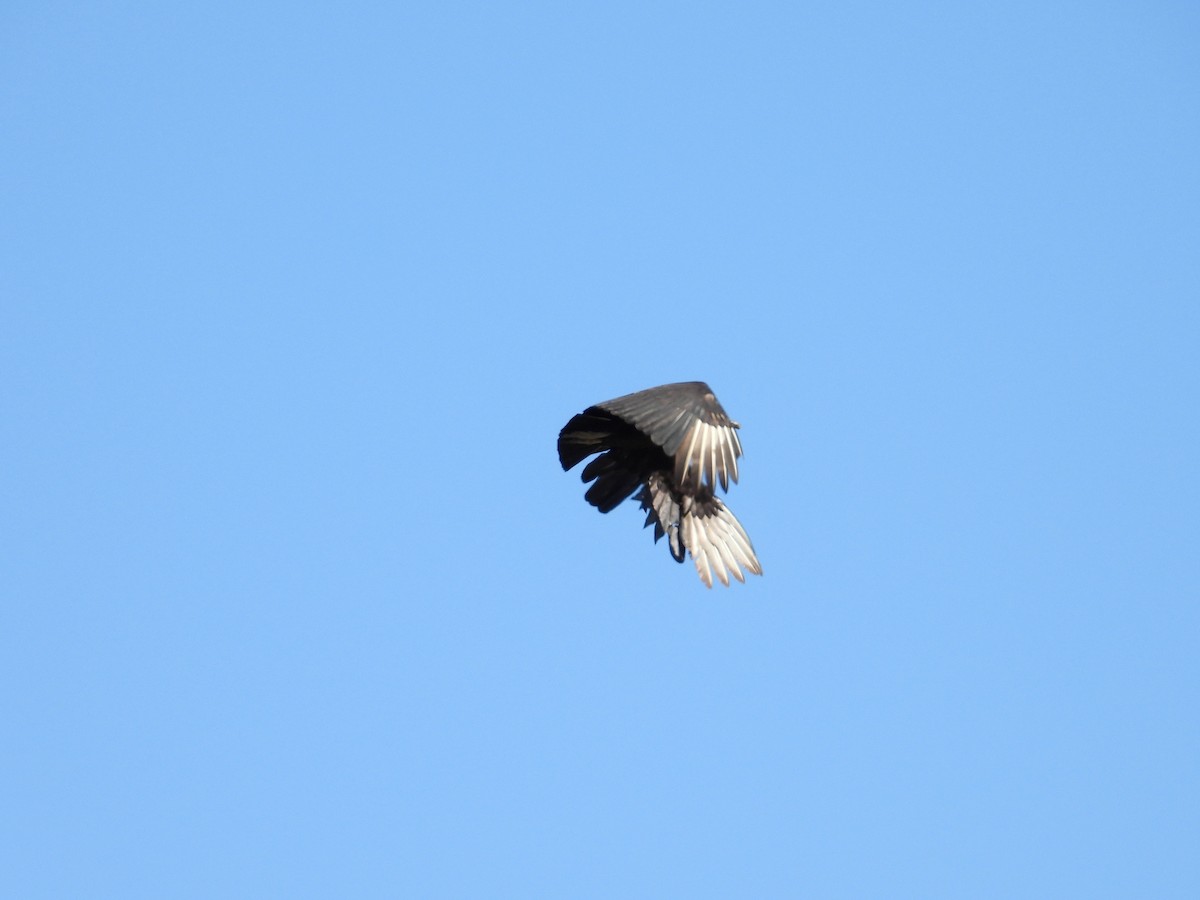 Black Vulture - ML620151079