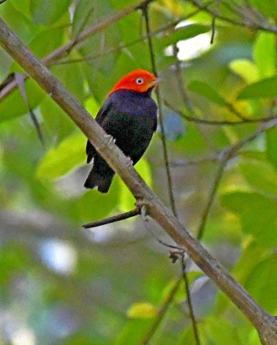 Red-capped Manakin - ML620151087