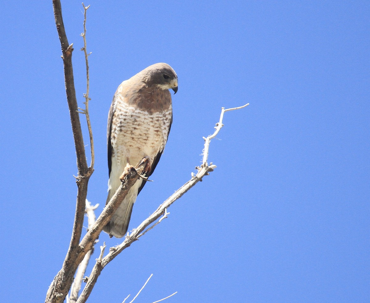 Swainson's Hawk - ML620151089