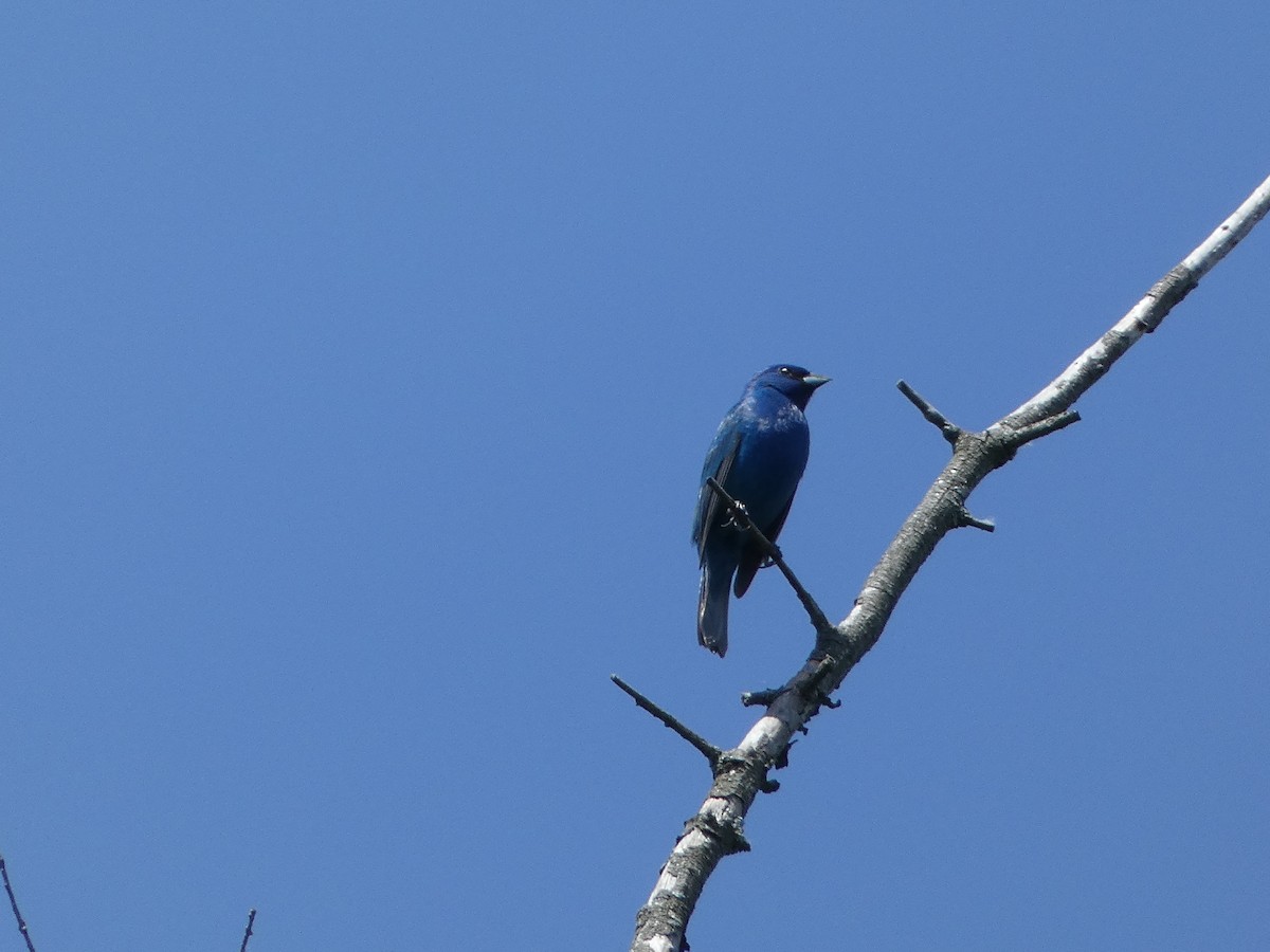 Indigo Bunting - ML620151091