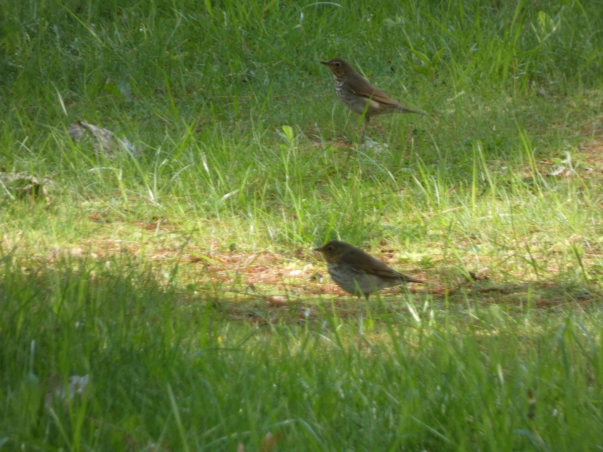 Swainson's Thrush - ML620151100