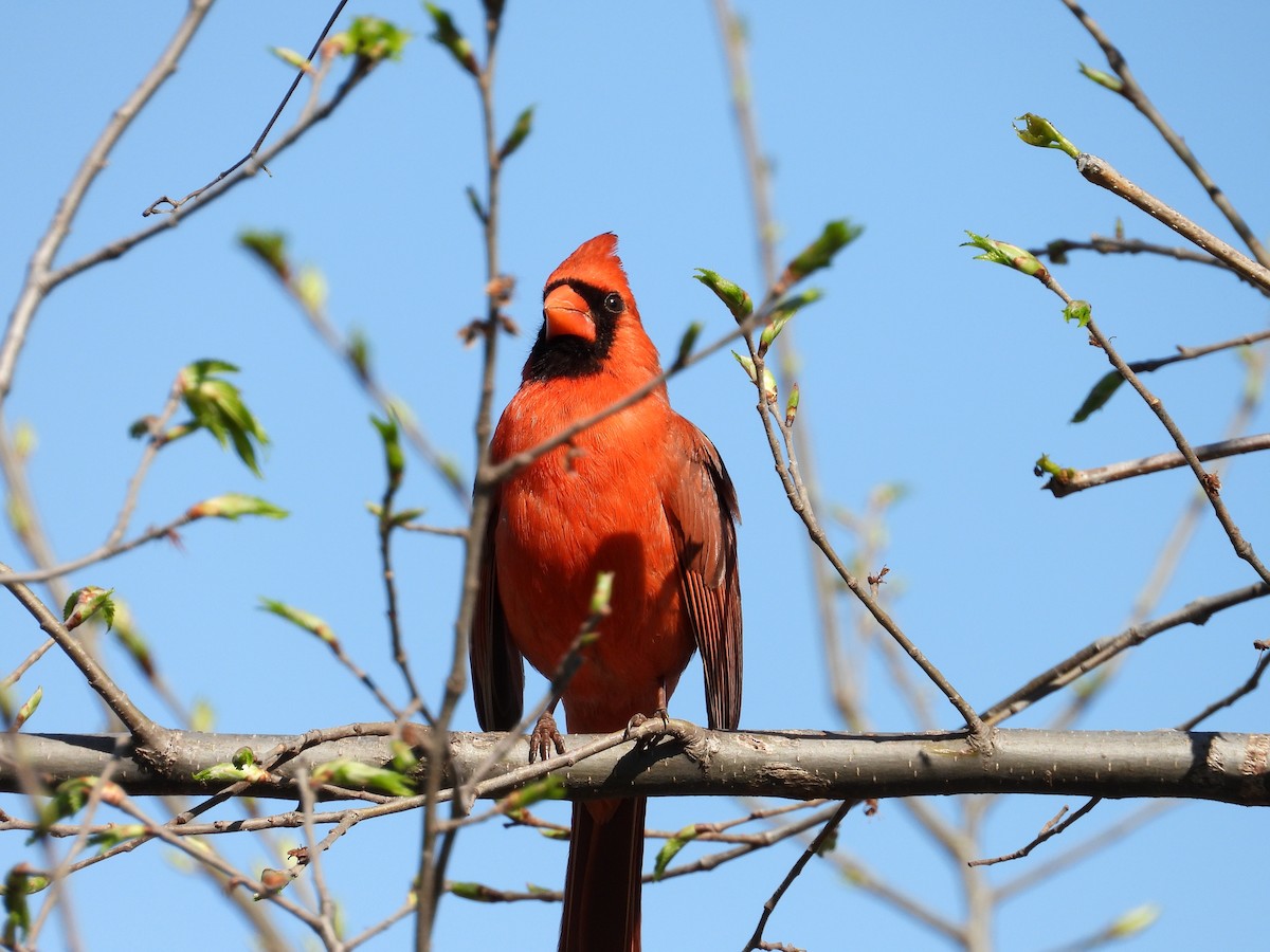 Northern Cardinal - Sandra Blair