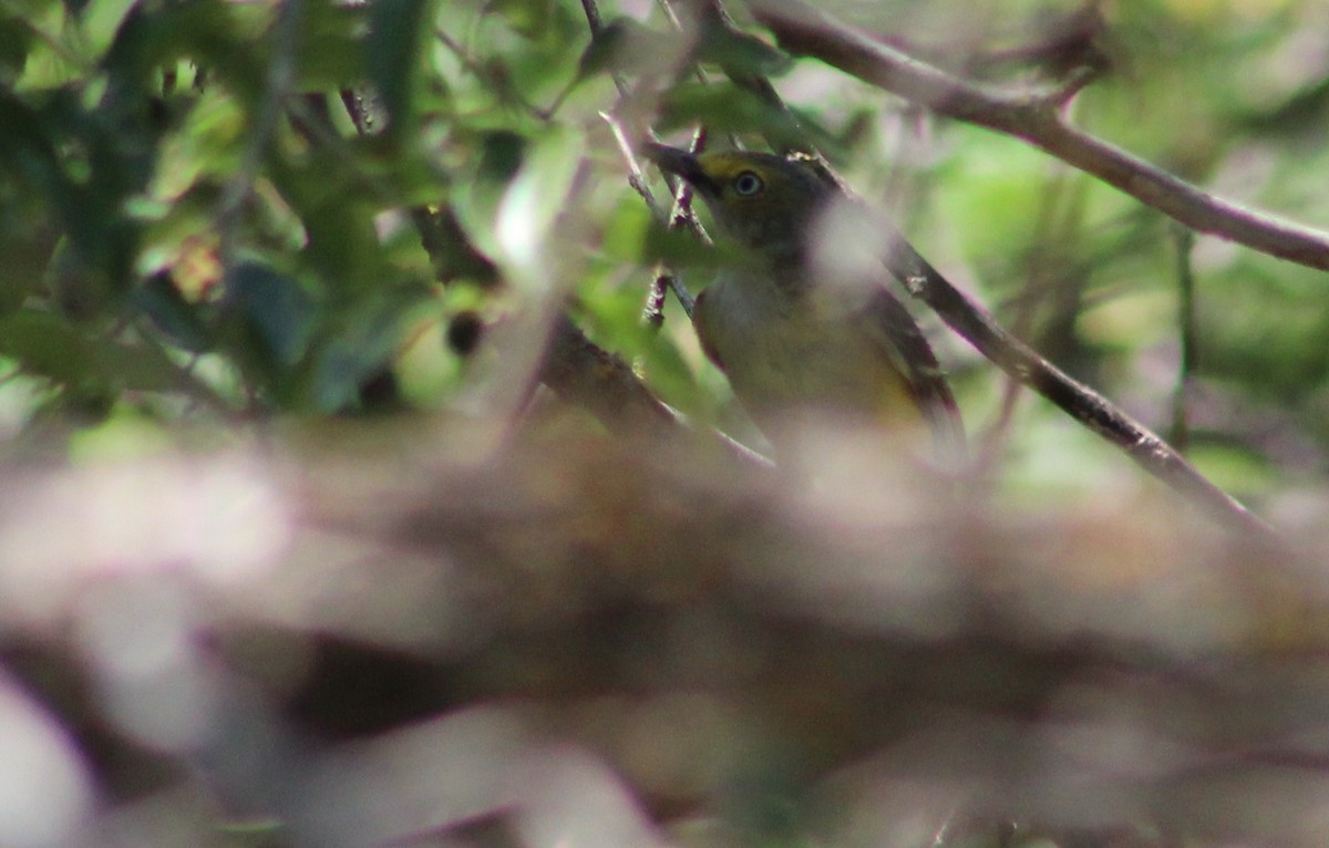 White-eyed Vireo - ML620151115