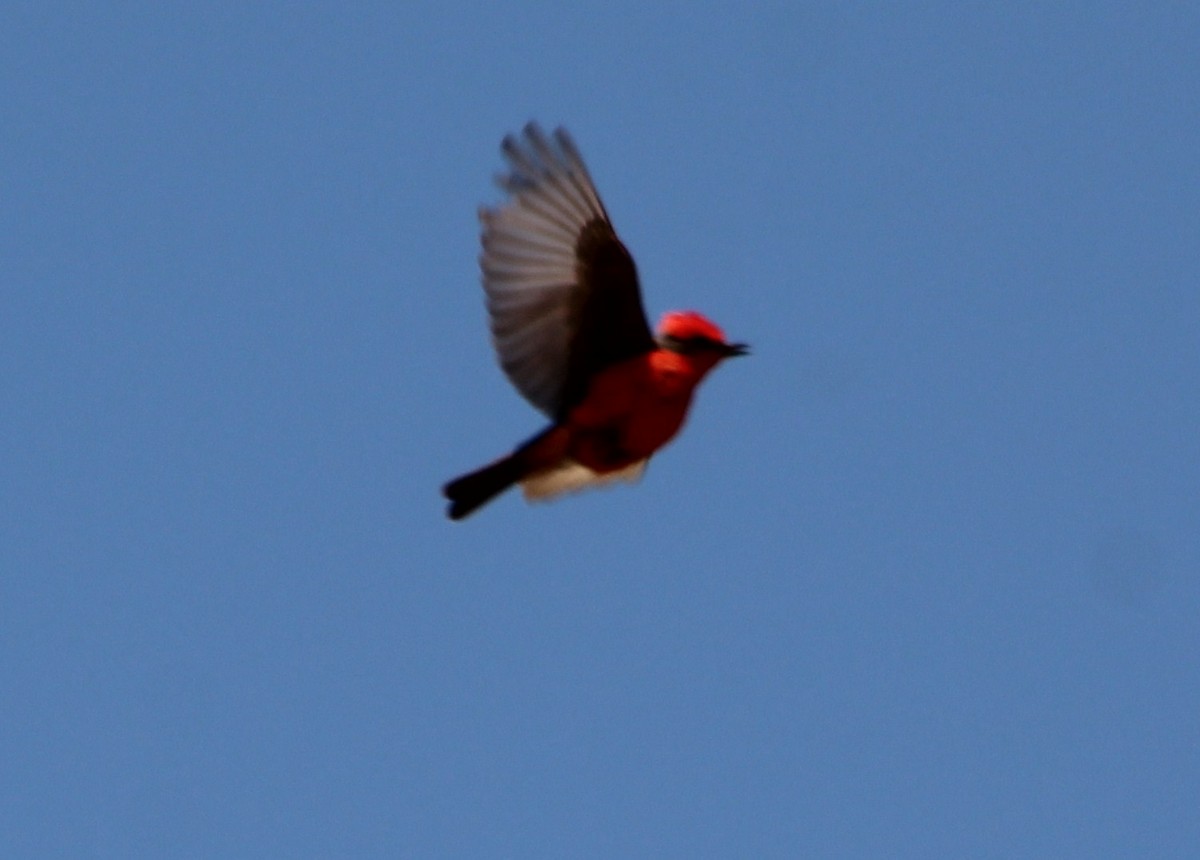 Vermilion Flycatcher - ML620151119