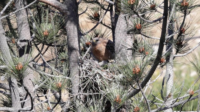 Red-shouldered Hawk (elegans) - ML620151121