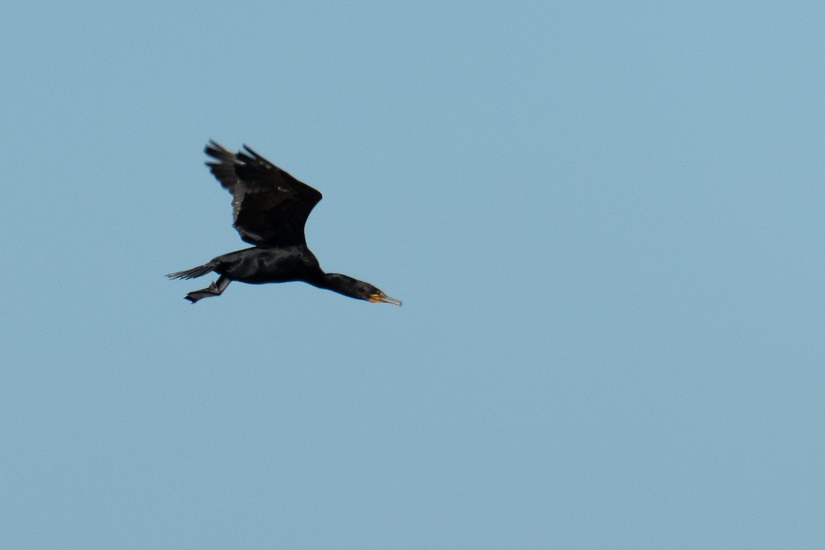 Double-crested Cormorant - ML620151122