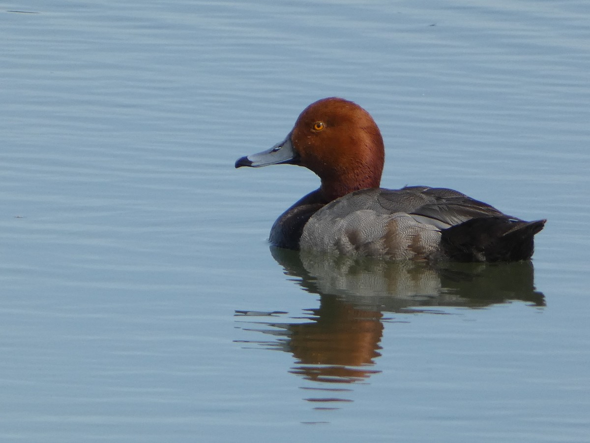 Redhead - ML620151125