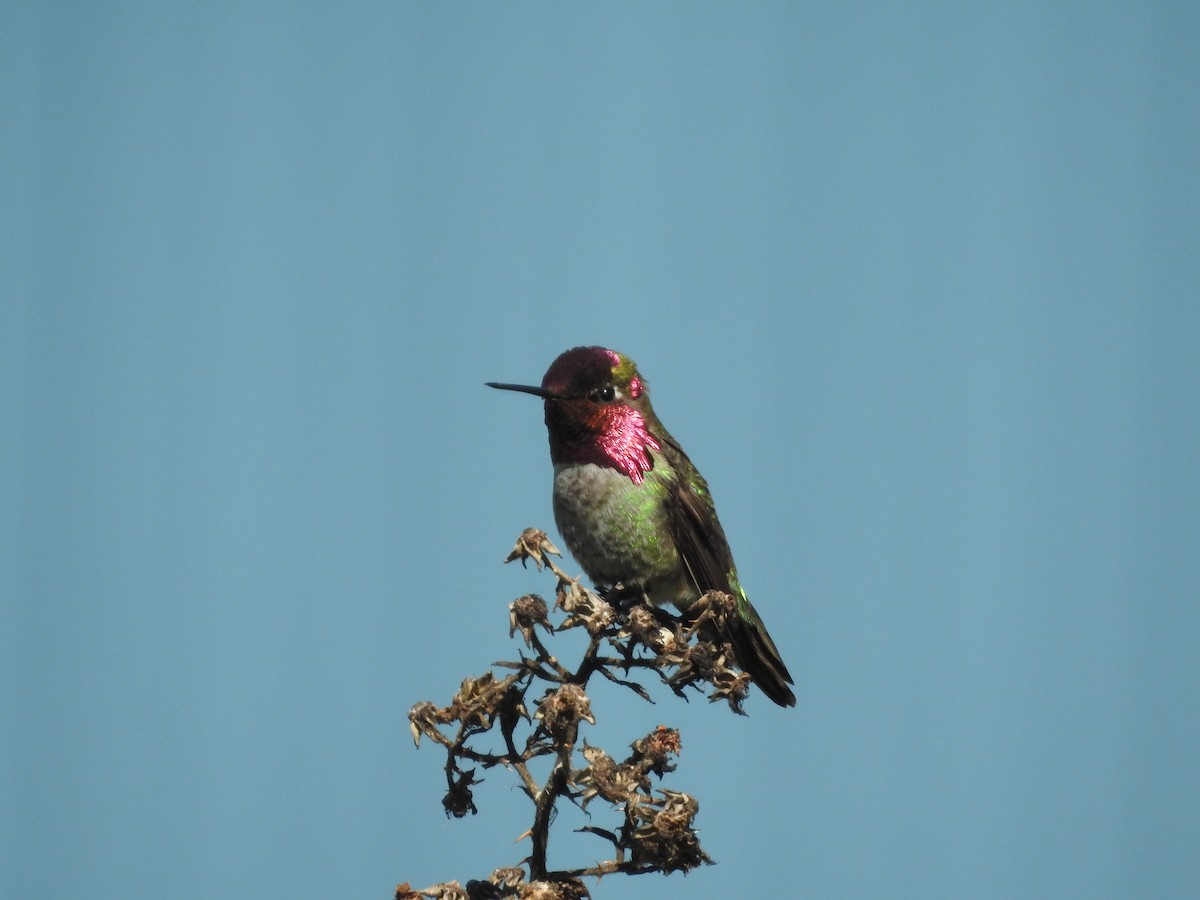 Anna's Hummingbird - ML620151133