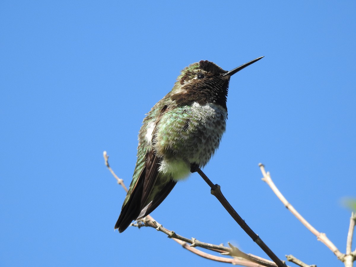 Anna's Hummingbird - ML620151135