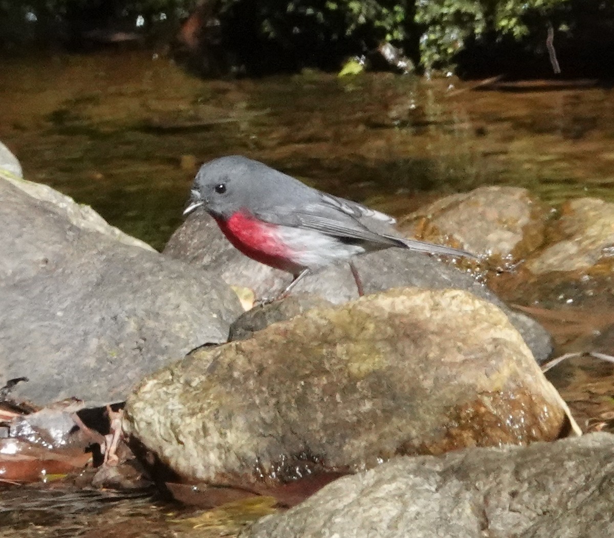 Petroica Rosada - ML620151136