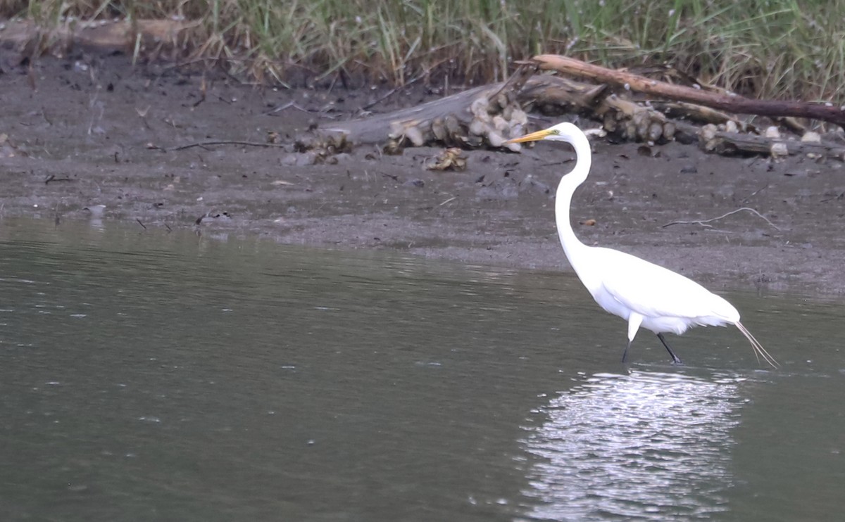 Great Egret - ML620151139