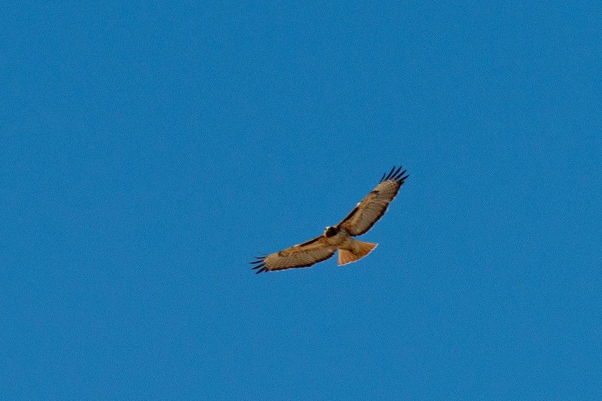 Red-tailed Hawk - ML620151145