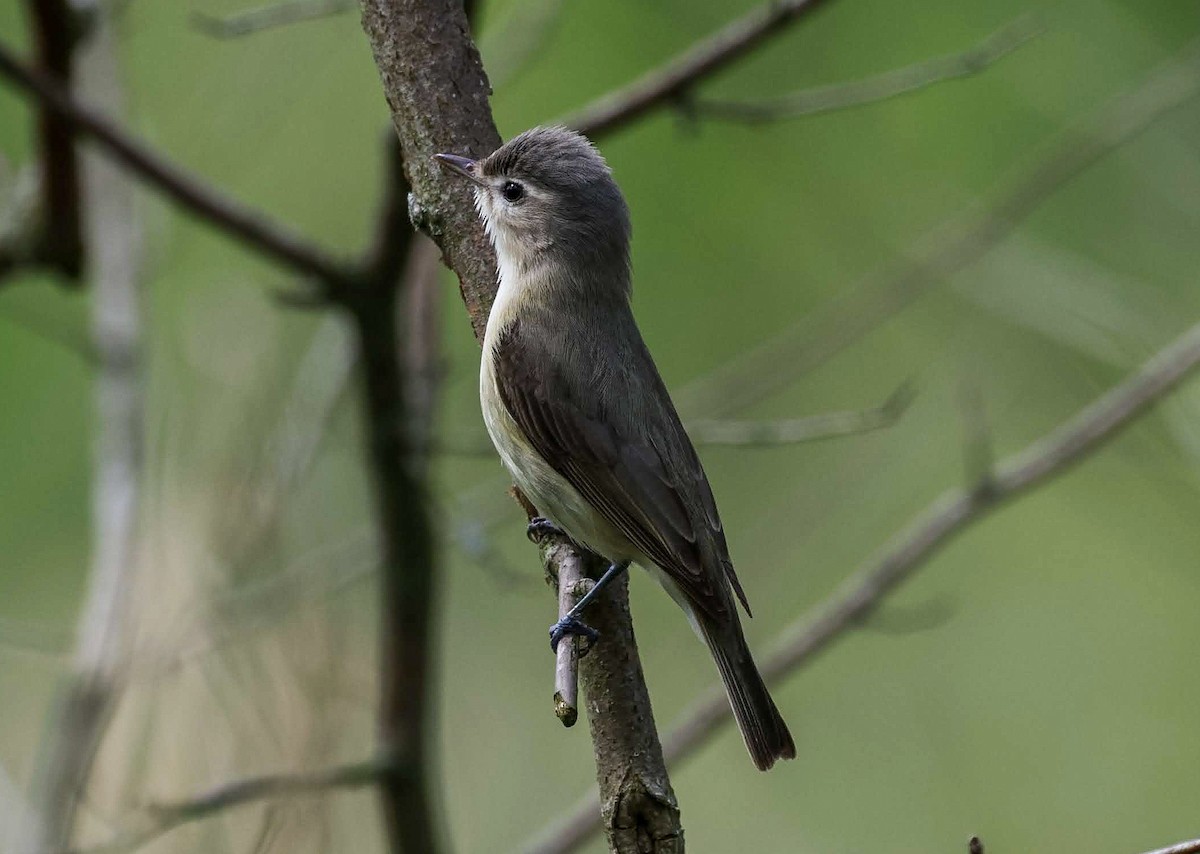 Eastern Wood-Pewee - ML620151146