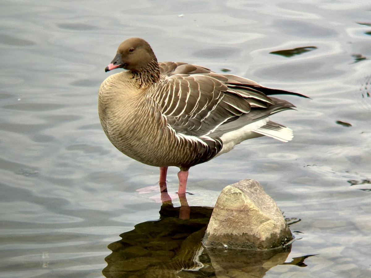 Pink-footed Goose - Jessica Quinlan-Woodward