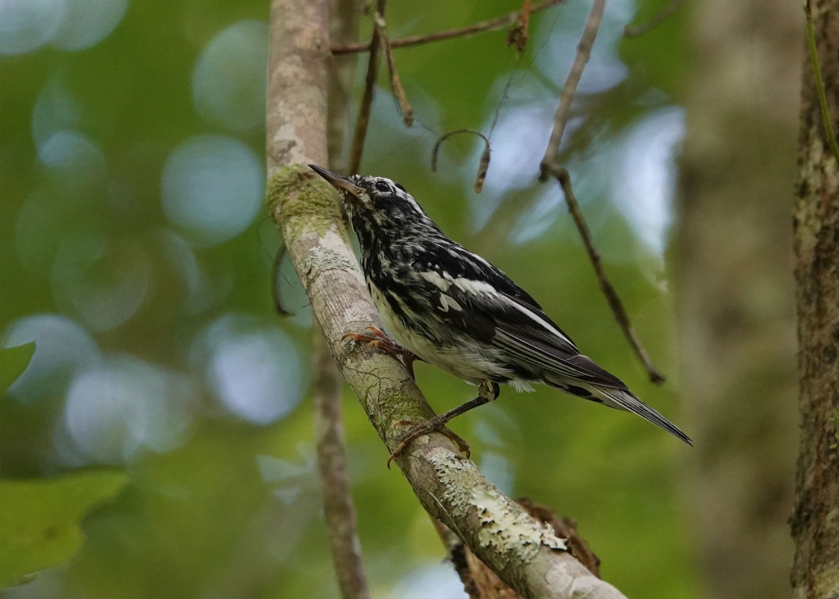 Black-and-white Warbler - ML620151150