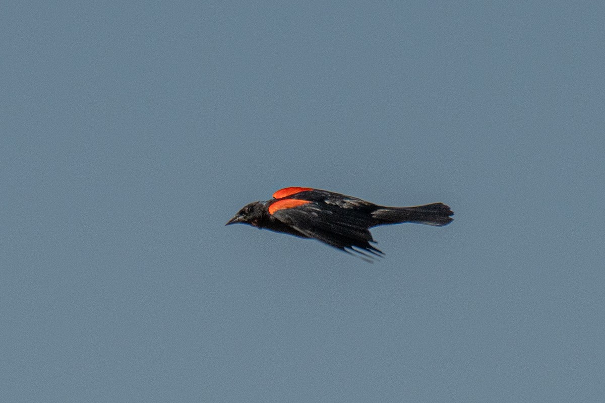 Red-winged Blackbird (California Bicolored) - ML620151157