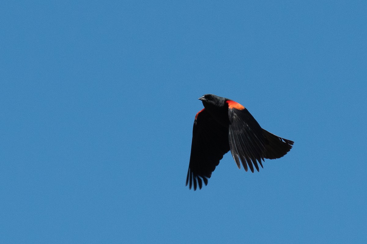 Red-winged Blackbird (California Bicolored) - ML620151158