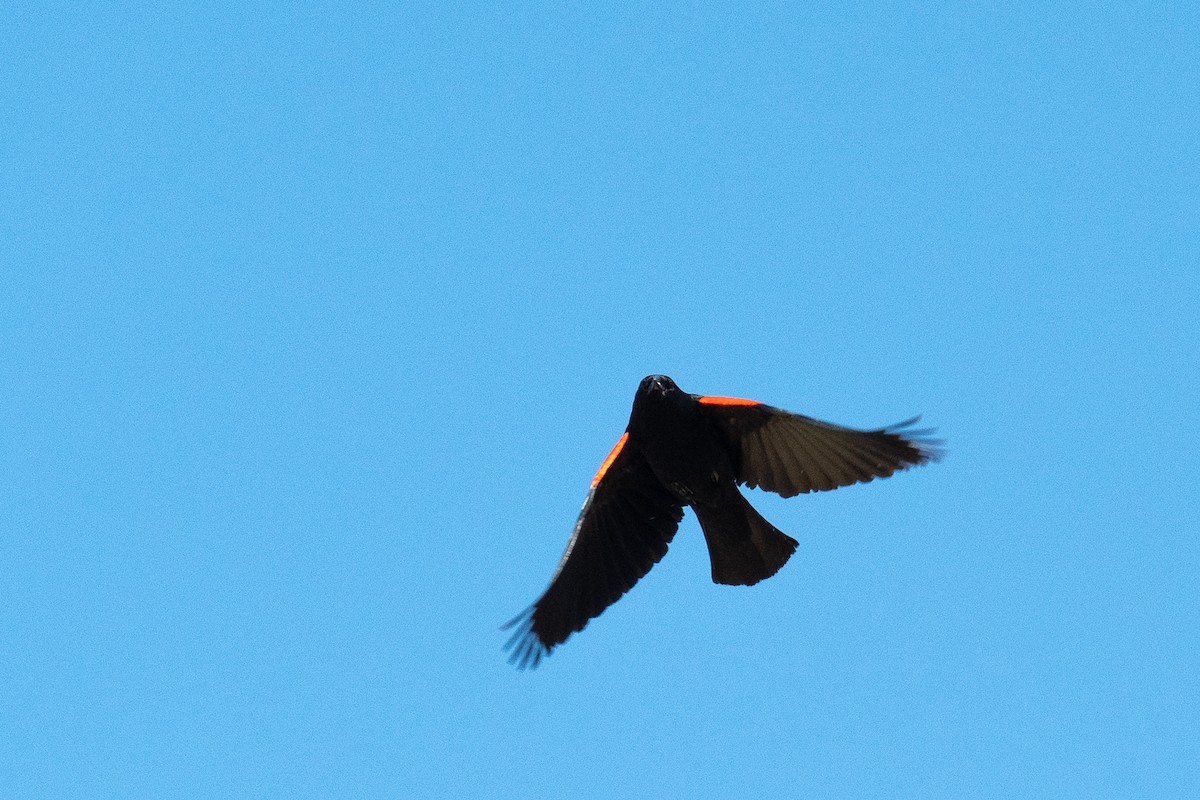 Red-winged Blackbird (California Bicolored) - ML620151159