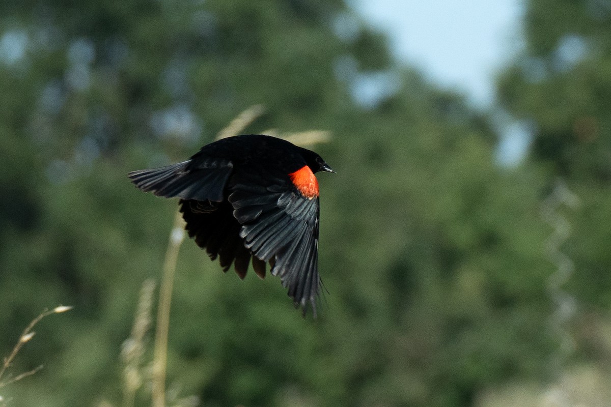 Red-winged Blackbird (California Bicolored) - ML620151160