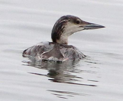 Common Loon - ML620151162