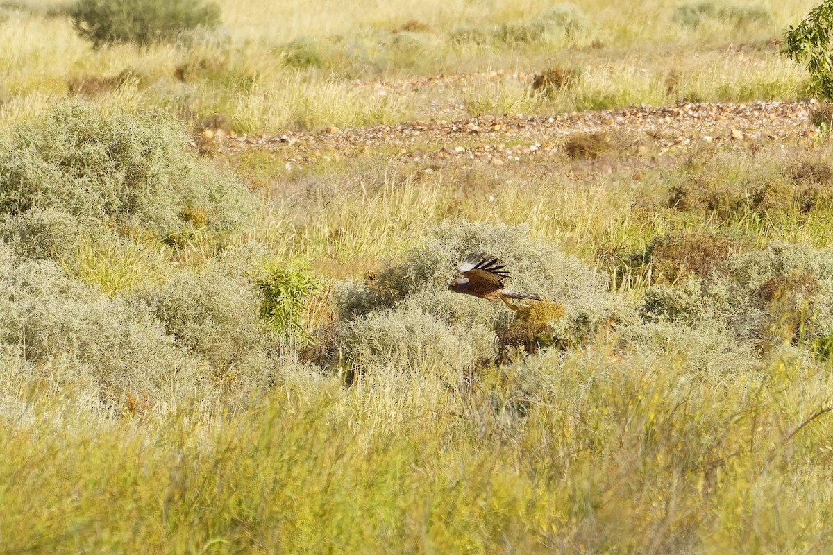 Spotted Harrier - ML620151163