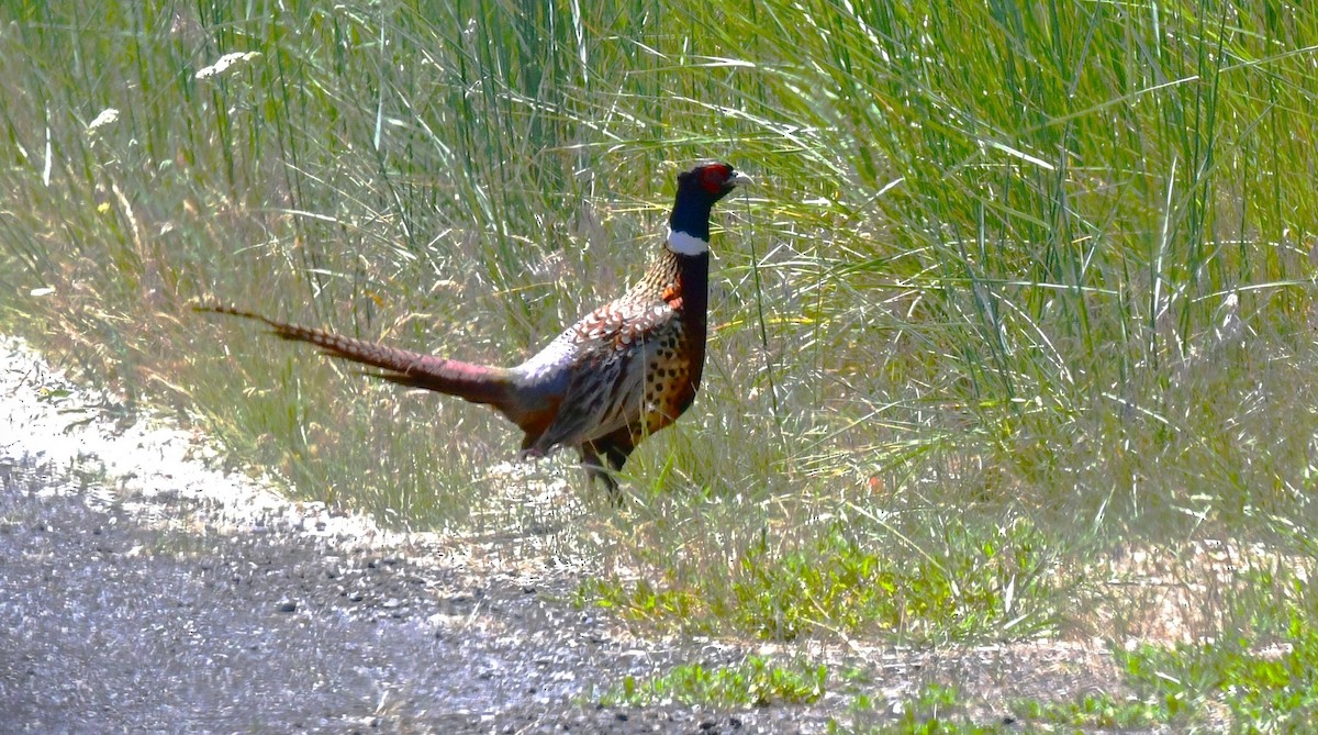 Ring-necked Pheasant - ML620151168