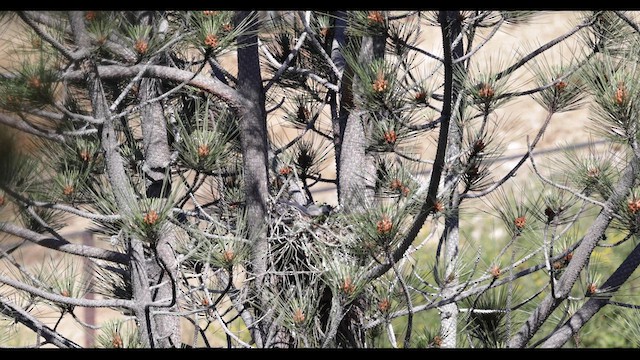 Red-shouldered Hawk (elegans) - ML620151176