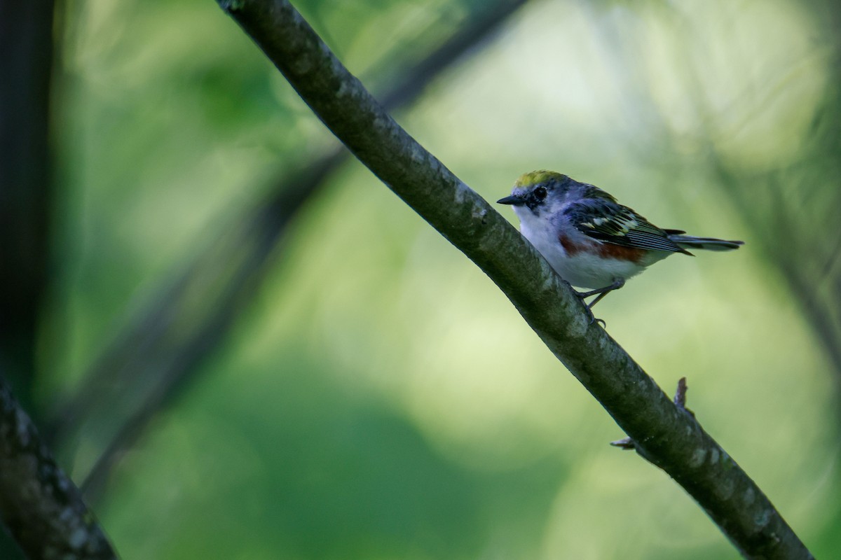 Chestnut-sided Warbler - ML620151182