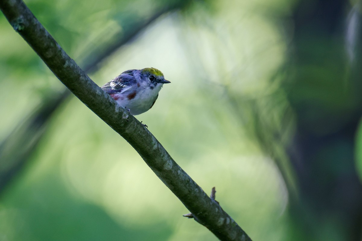 Chestnut-sided Warbler - ML620151183