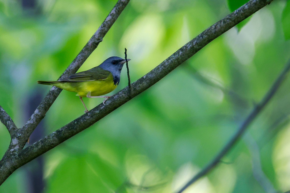 Mourning Warbler - ML620151186