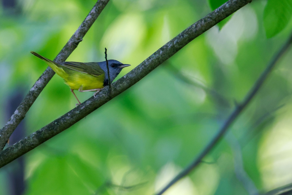 Mourning Warbler - ML620151187